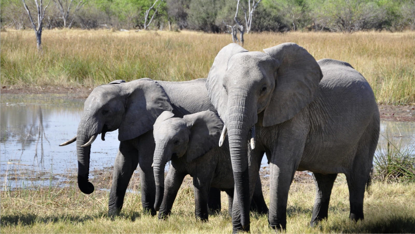 Elephants