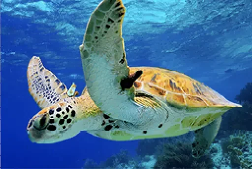 Sea Turtle